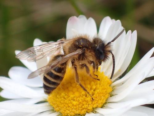 Andrena flavipes